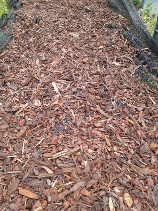 충남 아산 박양석 님의 기타작물 · 자유게시판 작성글 사진