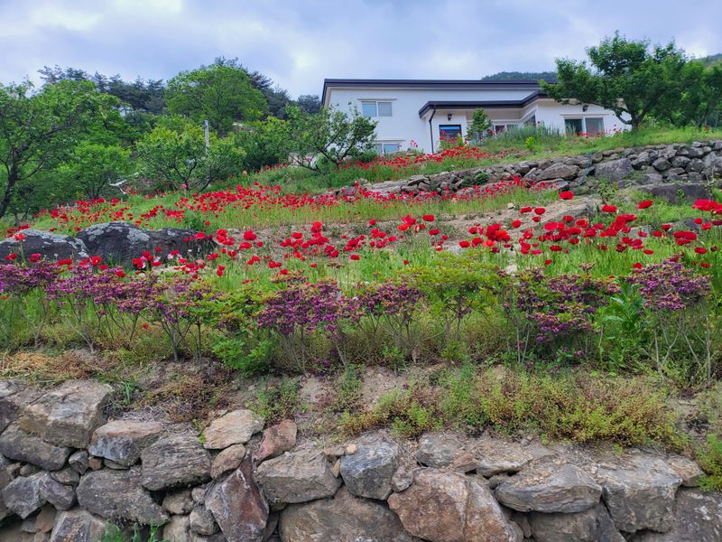 장터 상품 [말린 뽕잎 1키로] 썸네일