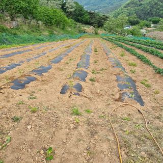 곽철수님의 자유주제 · 자유게시판 작성글 사진