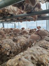 팜모닝 버섯·수확 게시글 이미지