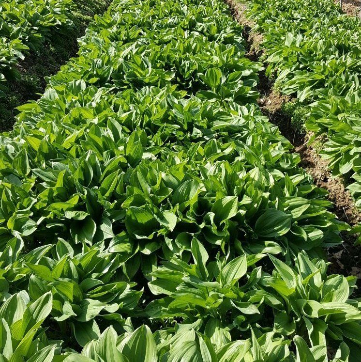 병풍취산채농원님의 장터 판매 상품 [명이 곰취] 첨부 사진