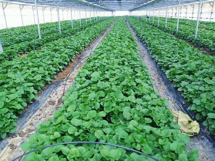 병풍취산채농원님의 장터 판매 상품 [명이 곰취] 첨부 사진