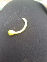 팜모닝 고추·병해충상담 게시글 이미지