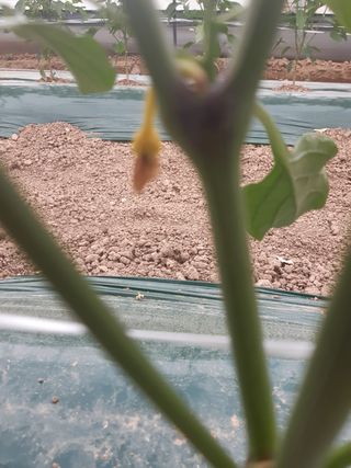 사부자맘님의 고추 · 병해충상담 작성글 사진