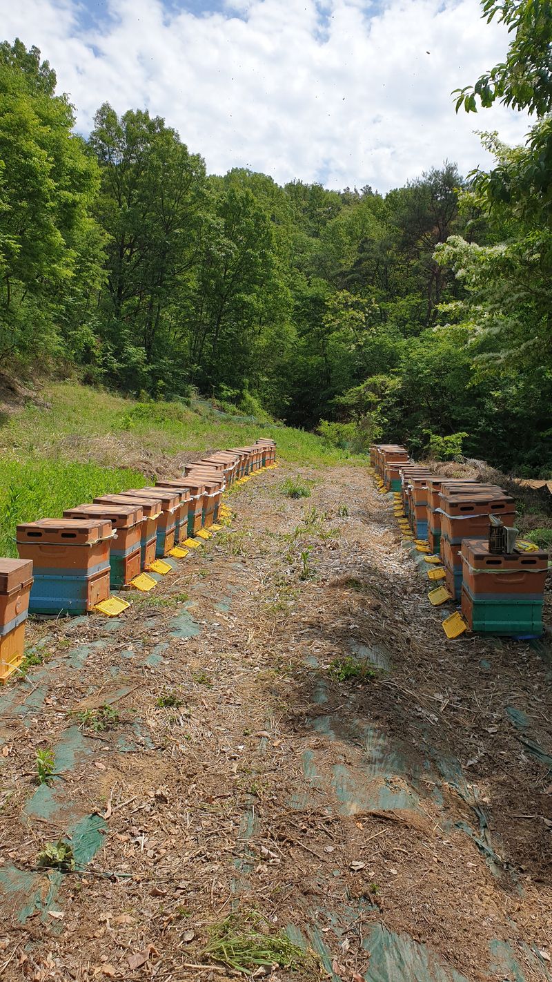 장터 상품 [꿀아카시아 .잡화  2.4 병] 썸네일