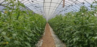 전원수님의 토마토 · 생장기 농작업 작성글 사진