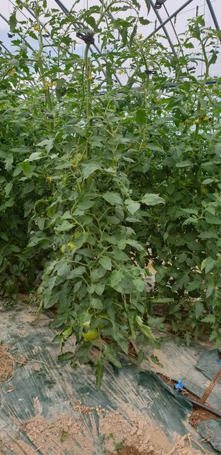 전원수님의 토마토 · 생장기 농작업 작성글 사진