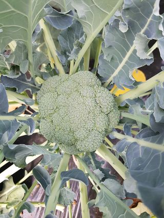 이현주님의 자유주제 · 자유게시판 작성글 사진