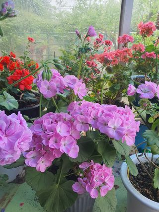 엘림농장님의 우리동네 · 동네자랑 작성글 사진