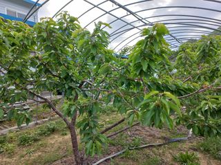 농민님의 기타작물 · 병해충상담 작성글 사진