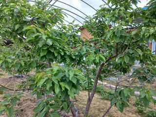 농민님의 기타작물 · 병해충상담 작성글 사진