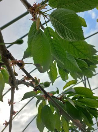 농민님의 기타작물 · 병해충상담 작성글 사진