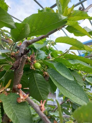 농민님의 기타작물 · 병해충상담 작성글 사진