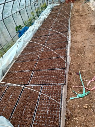 박흥구님의 옥수수 · 자유게시판 작성글 사진