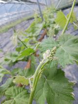 팜모닝 포도·자유게시판 게시글 이미지