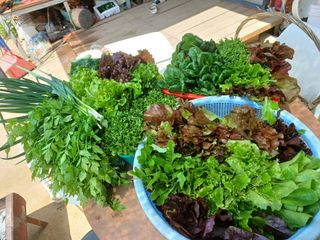 양산 성여사님의 상추 · 자유게시판 작성글 사진