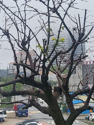 설악산고구마님의 자유주제 · 자유게시판 작성글 사진