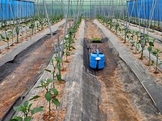 박종언님의 고추 · 지주설치•유인•성장 작성글 사진