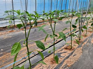 박종언님의 고추 · 지주설치•유인•성장 작성글 사진