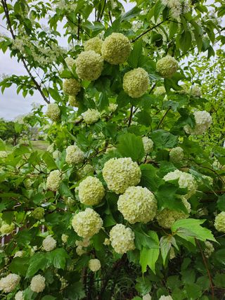 갈마골님의 자유주제 · 자유게시판 작성글 사진