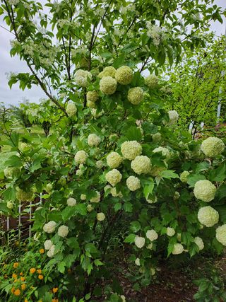 갈마골님의 자유주제 · 자유게시판 작성글 사진