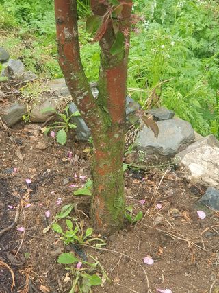 인생은 소풍처럼님의 사과 · 묘목•접목 작성글 사진