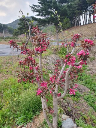 인생은 소풍처럼님의 사과 · 묘목•접목 작성글 사진