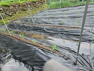 신강우님의 고추 · 일상 작성글 사진