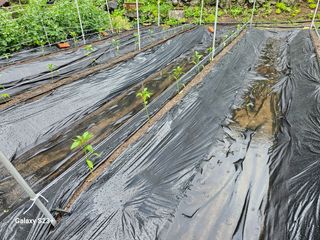 신강우님의 고추 · 일상 작성글 사진