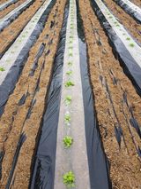 팜모닝 참깨·자유게시판 게시글 이미지