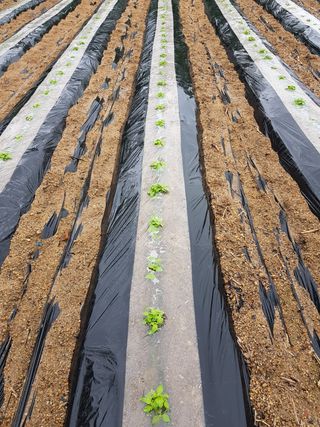 담디농원님의 참깨 · 자유게시판 작성글 사진