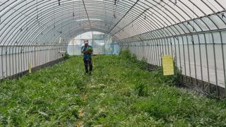 강☆훈님의 기타작물 · 병해충상담 작성글 사진