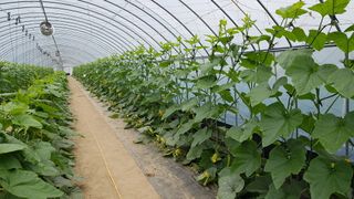 강☆훈님의 기타작물 · 병해충상담 작성글 사진