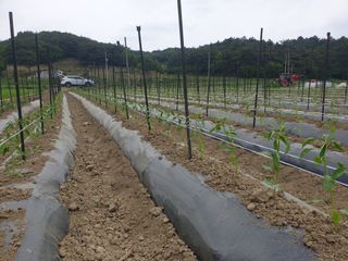 태양초님의 고추 · 지주설치•유인•성장 작성글 사진