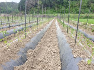 태양초님의 고추 · 지주설치•유인•성장 작성글 사진