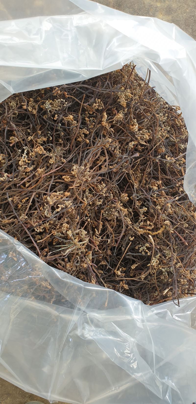 장터 상품 [건고사리1kg] 썸네일