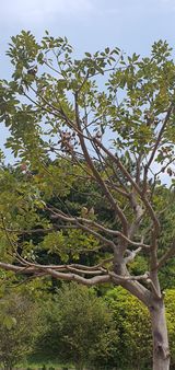 팜모닝 기타작물·병해충상담 게시글 이미지