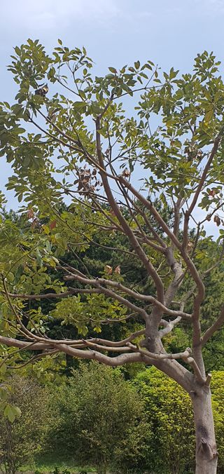 애이지고선님의 기타작물 · 병해충상담 작성글 사진