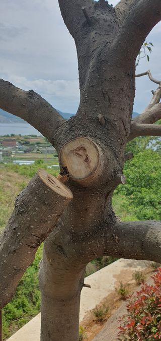 애이지고선님의 기타작물 · 병해충상담 작성글 사진