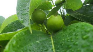 형설농원 정순정님의 배·품종•종자 작성글 사진