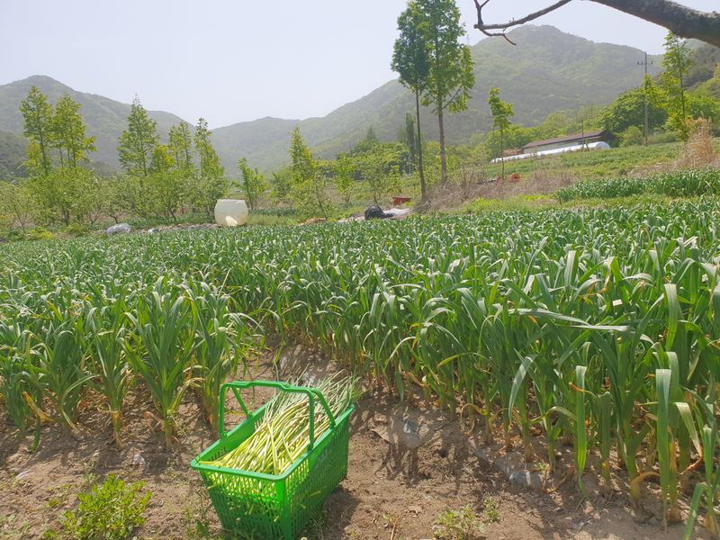 장터 상품 [마늘쫑 10kg] 썸네일