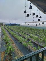 팜모닝 블루베리·자유게시판 게시글 이미지