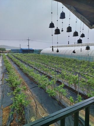 베리맘님의 블루베리 · 자유게시판 작성글 사진