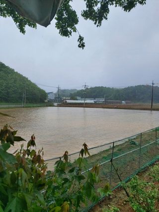 베리맘님의 블루베리 · 자유게시판 작성글 사진