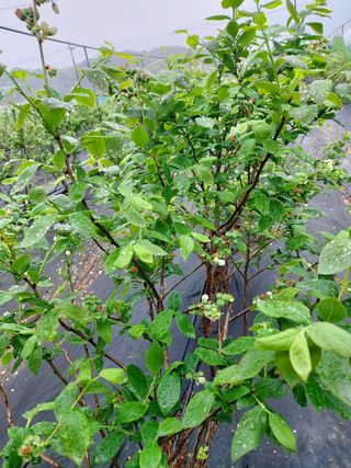 베리맘님의 블루베리 · 자유게시판 작성글 사진