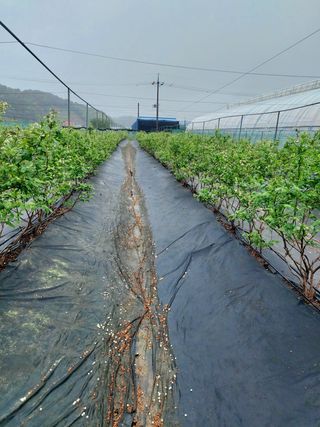 베리맘님의 블루베리 · 자유게시판 작성글 사진