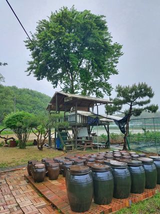 베리맘님의 블루베리 · 자유게시판 작성글 사진