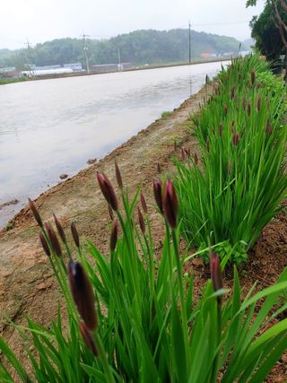 베리맘님의 블루베리 · 자유게시판 작성글 사진