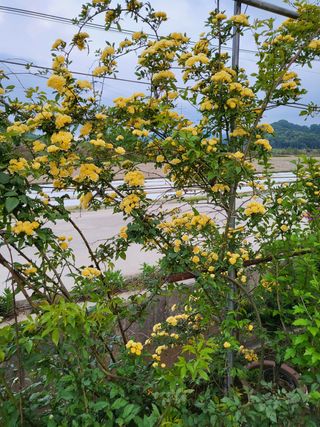 김옥균 님의 자유주제 · 자유게시판 작성글 사진