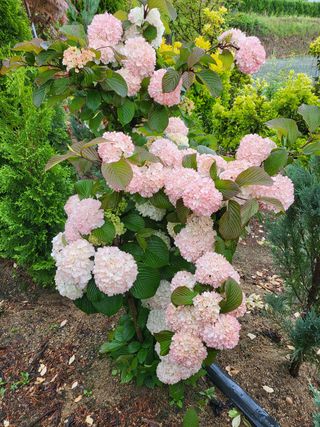 김옥균 님의 자유주제 · 자유게시판 작성글 사진